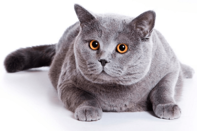 русская голубая или британская кошка