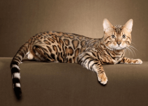 Бенгальская кошка