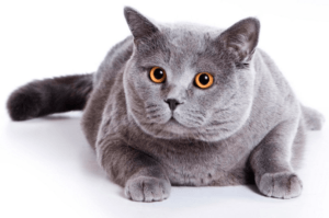 Британская короткошёрстная кошка