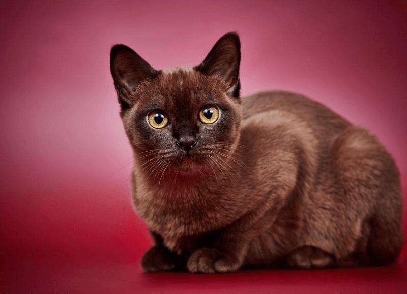 Бурманская кошка