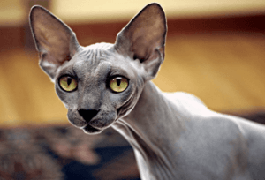 Сфинкс кошка