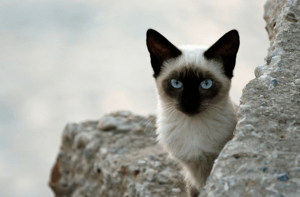 Сиамская кошка