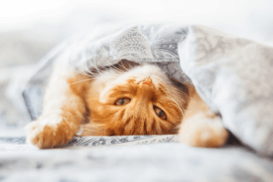 уроки жизни от кота