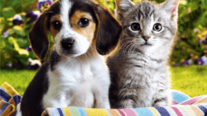 как продлить жизнь домашнему питомцу