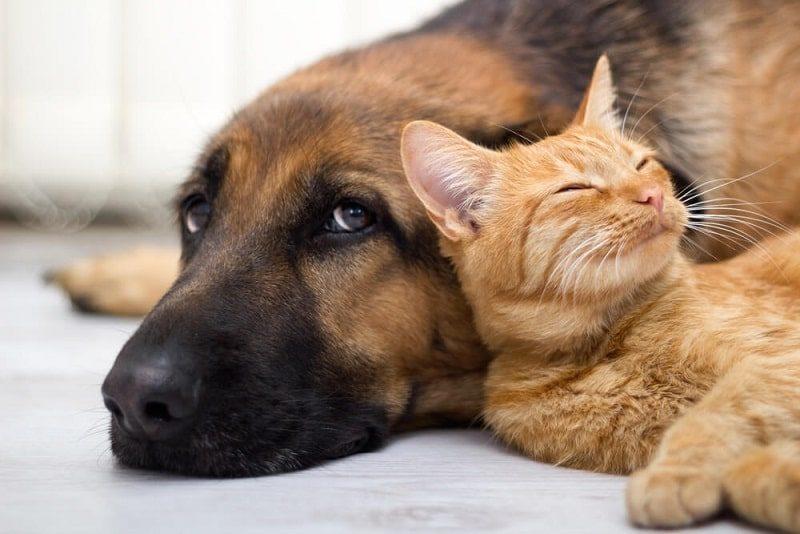 кошка и собака в доме