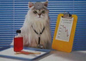 кототерапия