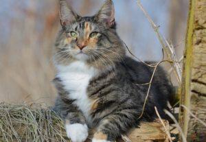 норвежская лесная кошка