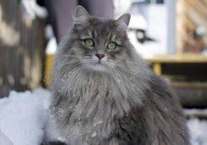 сибирская кошка
