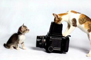 как снимать кота на камеру